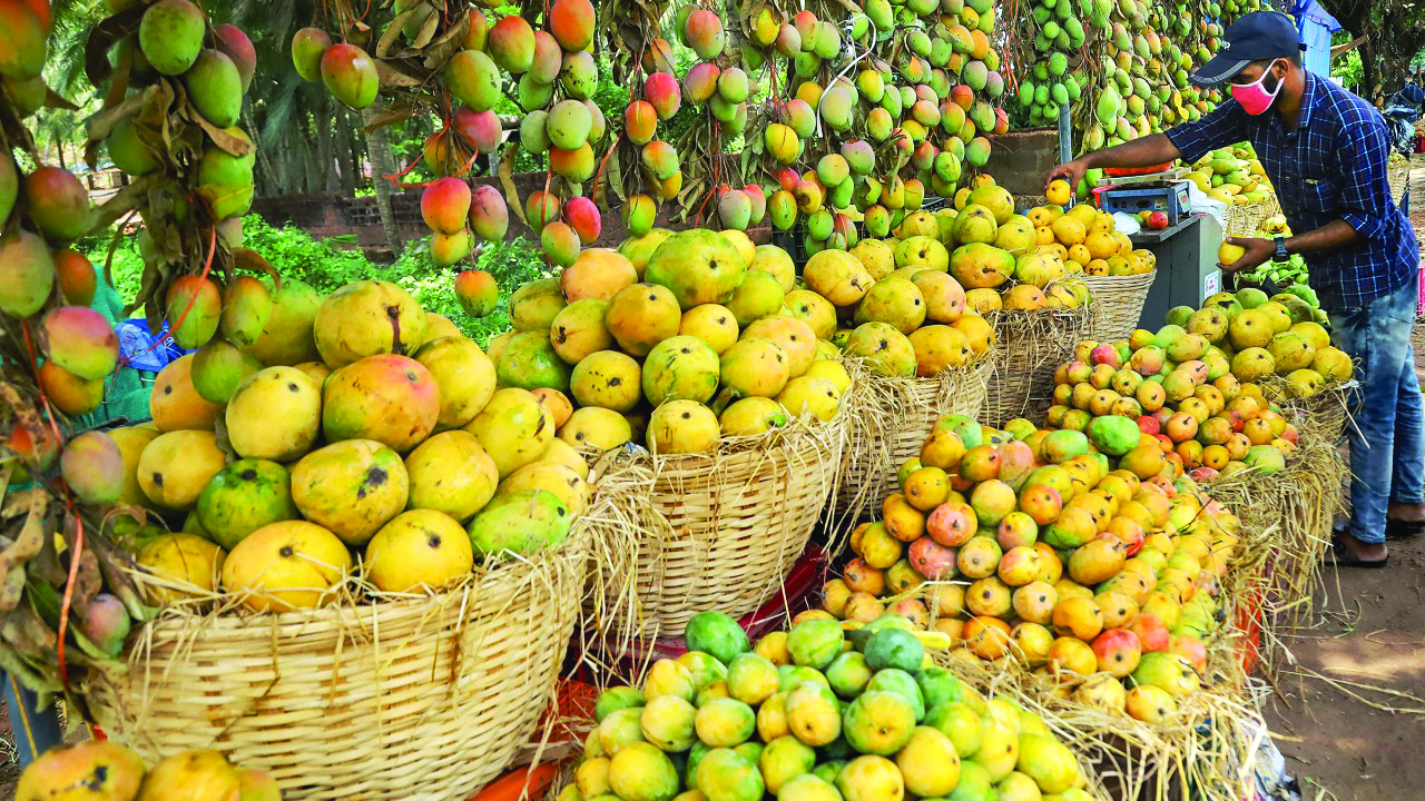 UP: Recent dip in temperature takes toll on mango crops UP: Recent dip in temperature takes toll on mango crops