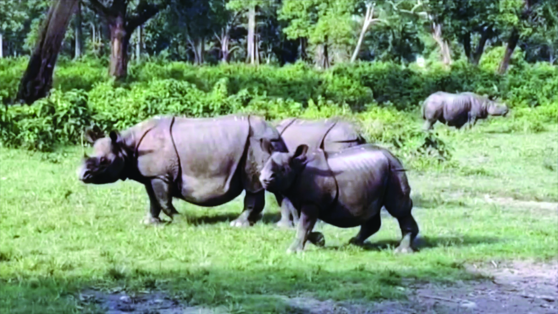 Alipurduar: After jumbos, now rhinos raid fields & damage crops in Chilapata