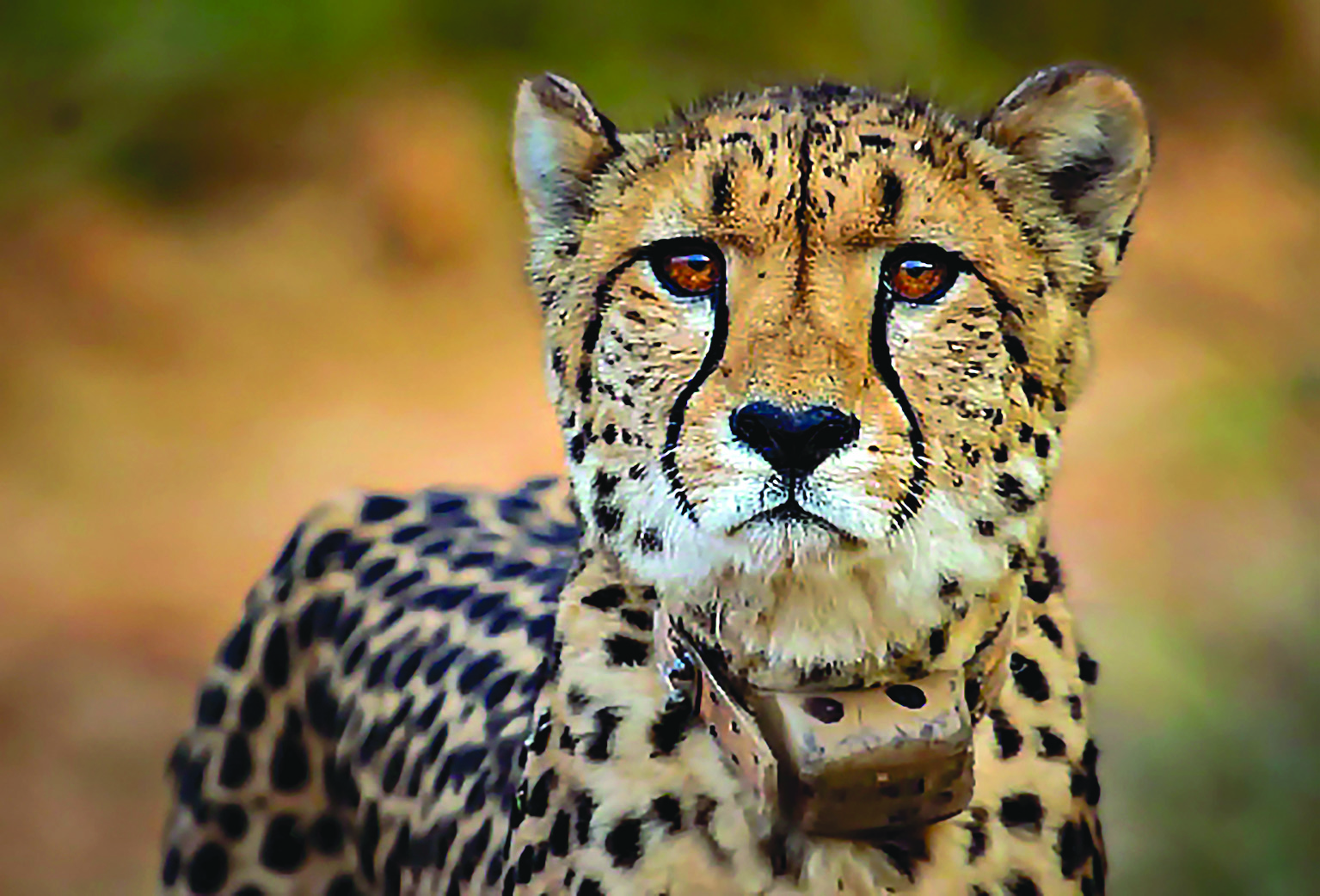 Day after Namibian cheetah dies, SC seeks task force experts’ qualification, experience