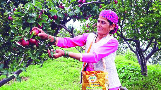 Will act against Adani Group for ‘malpractices’ in apple pricing: Himachal Horticulture Min
