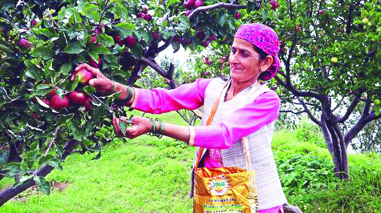 Will act against Adani Group for ‘malpractices’ in apple pricing: Himachal Horticulture Min Will act against Adani Group for ‘malpractices’ in apple pricing: Himachal Horticulture Min