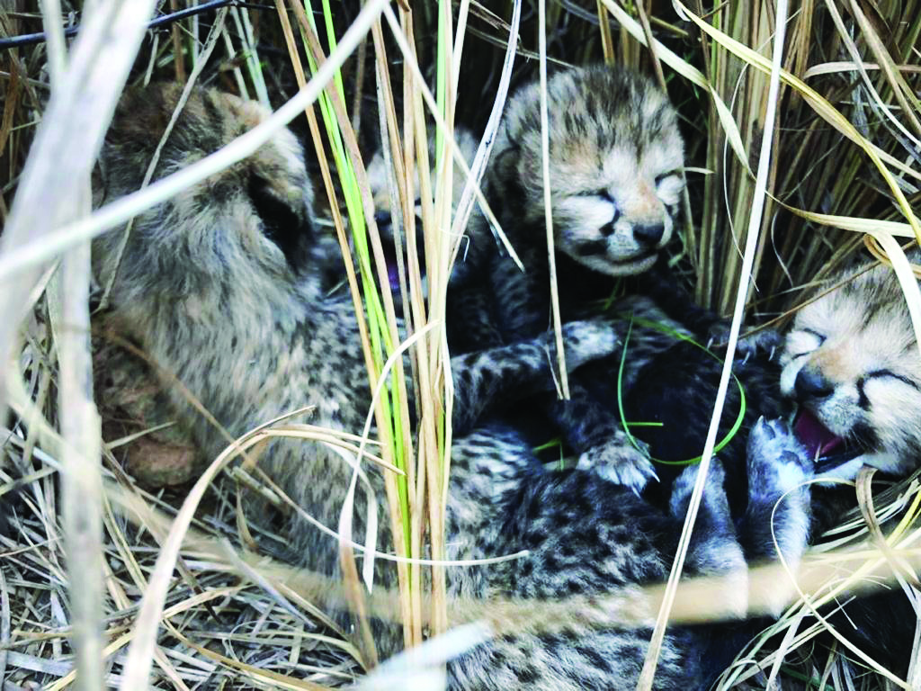 Cheetah from Namibia gives birth to four cubs at Kuno National Park in Madhya Pradesh Cheetah from Namibia gives birth to four cubs at Kuno National Park in Madhya Pradesh