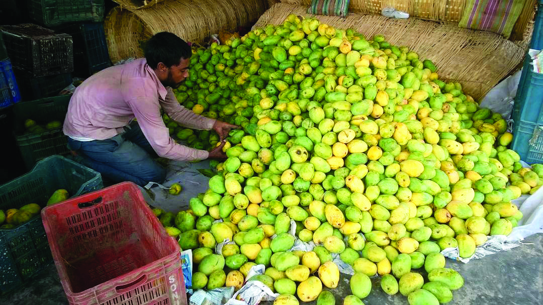 75 yrs of freedom: Malda to take part in initiative to export 75 varities of mangoes