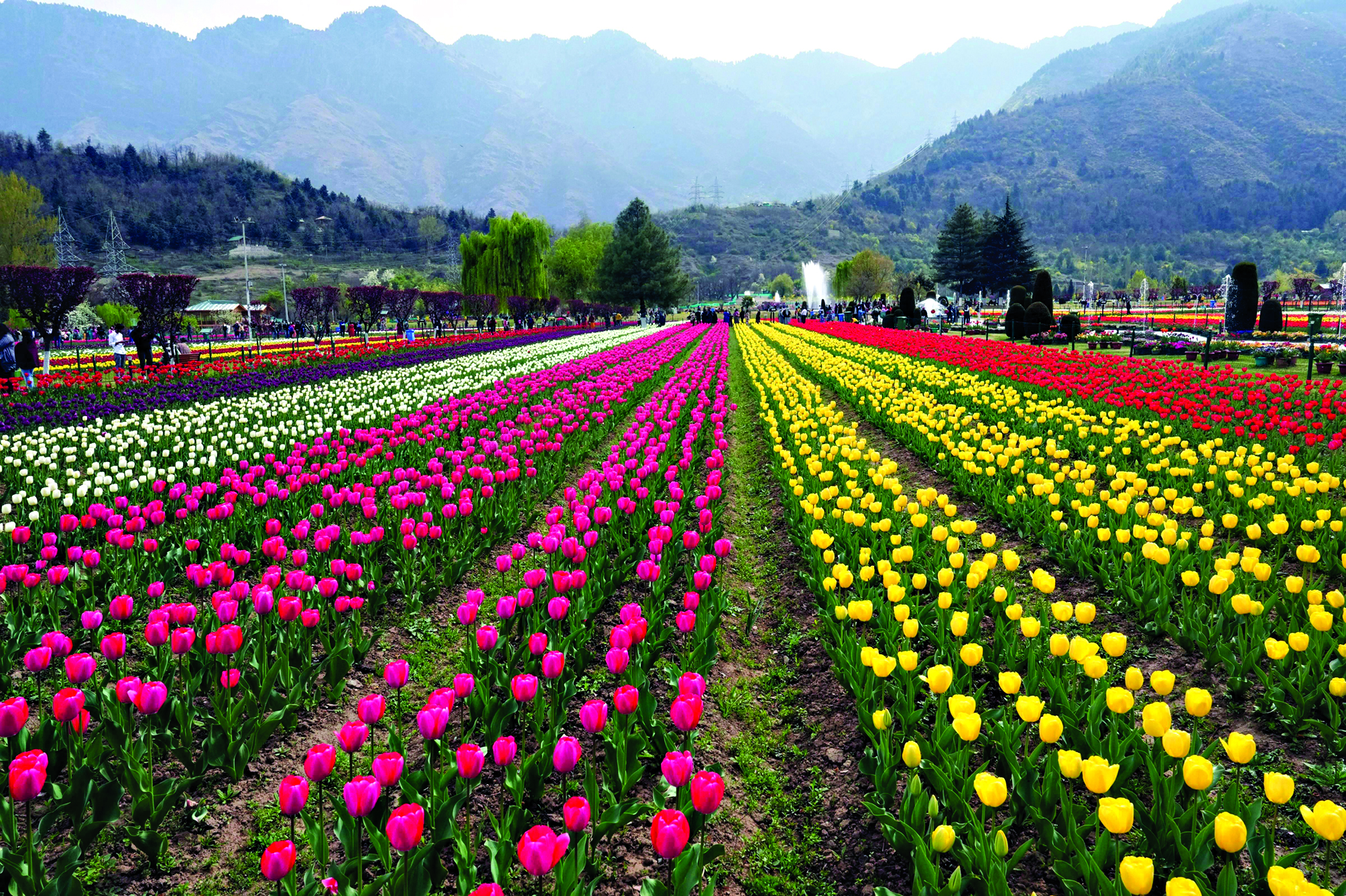 Srinagar’s tulip garden enthrals over 1 lakh visitors within 10 days of opening Srinagar’s tulip garden enthrals over 1 lakh visitors within 10 days of opening