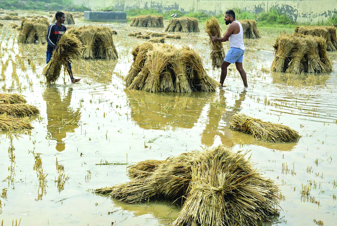 Hailstorm, untimely rains hit wheat crops over 5.23L hectare in three states Hailstorm, untimely rains hit wheat crops over 5.23L hectare in three states