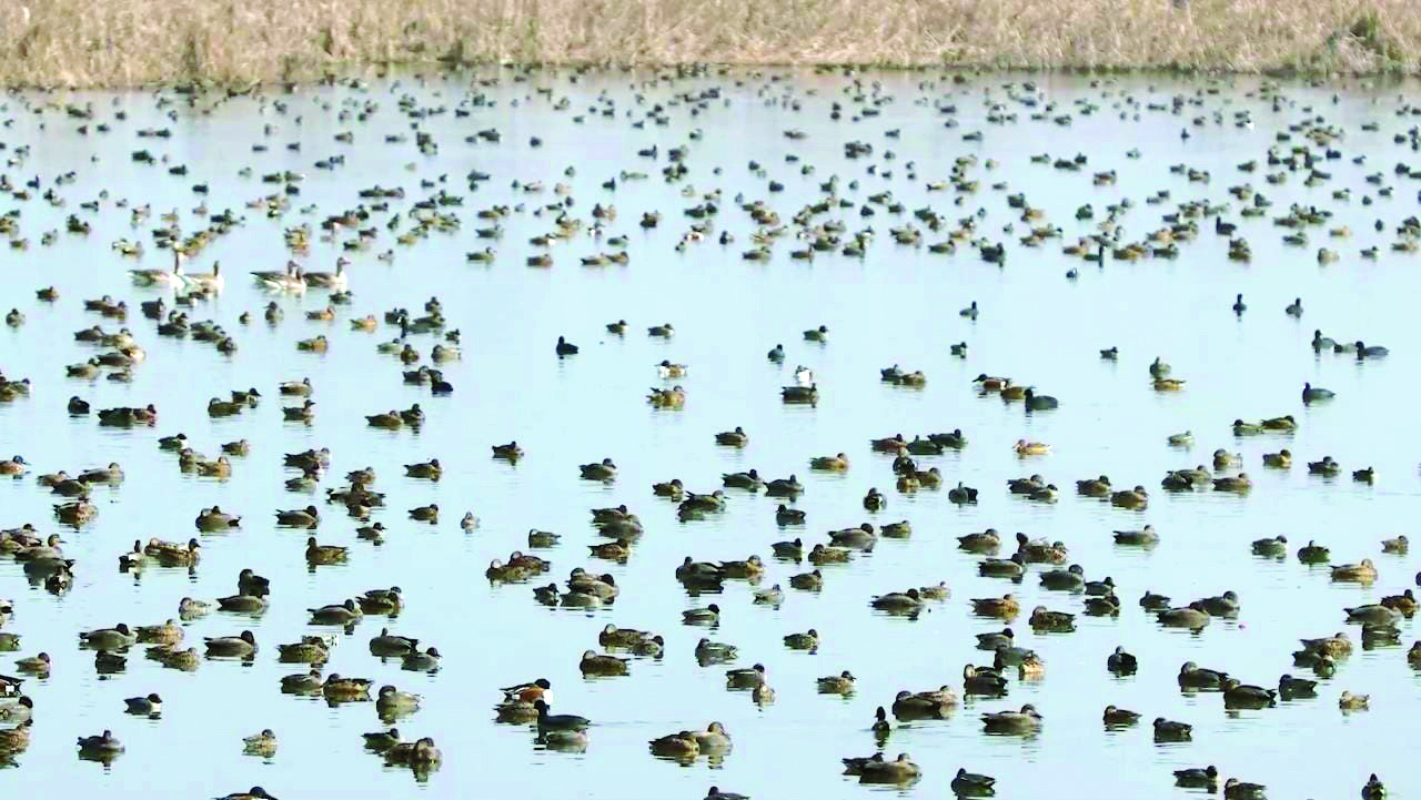 ‘Record number of migratory birds visited Kashmir this winter’ ‘Record number of migratory birds visited Kashmir this winter’
