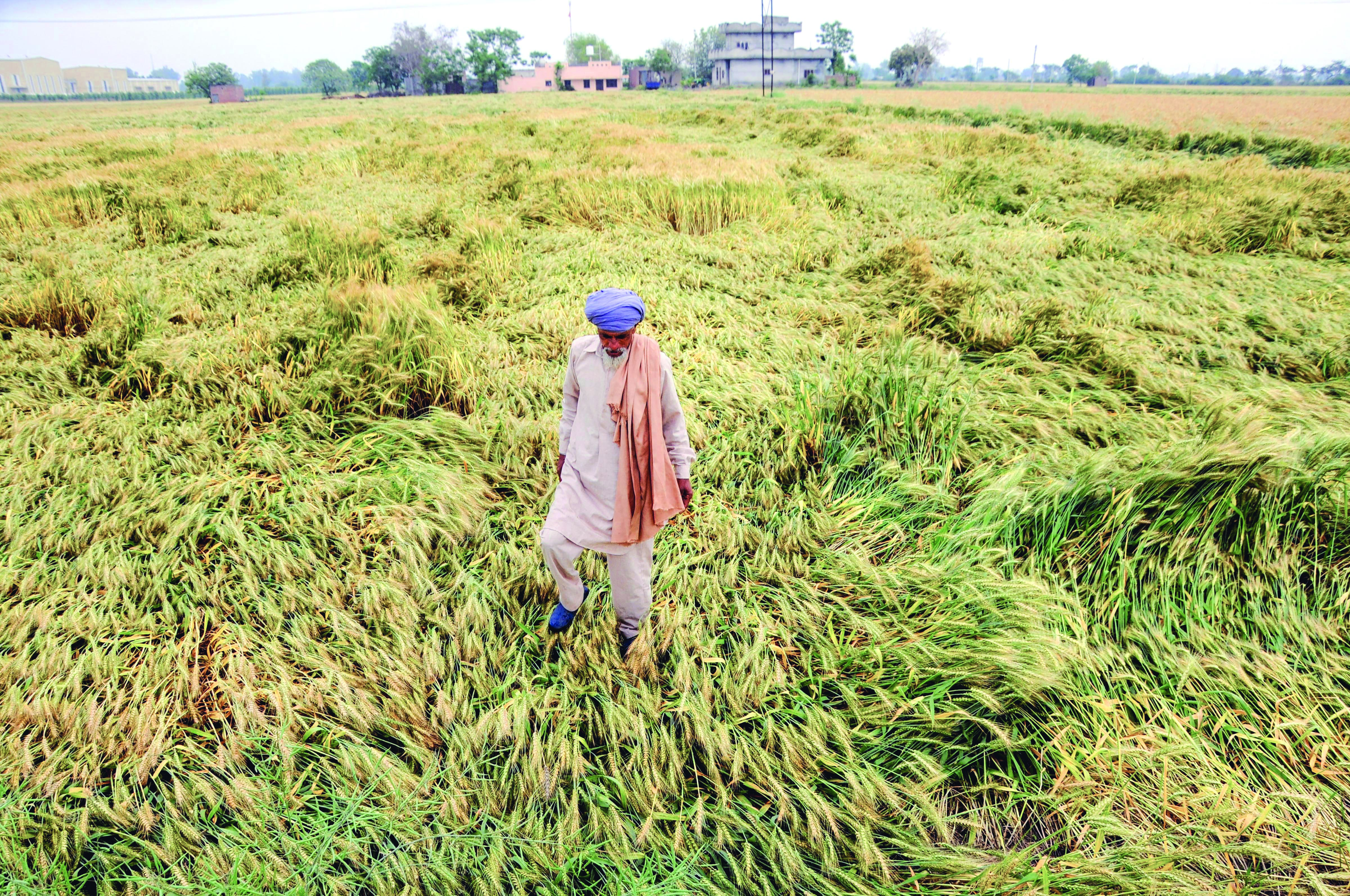 10% of wheat crop damaged due to untimely rains: Centre