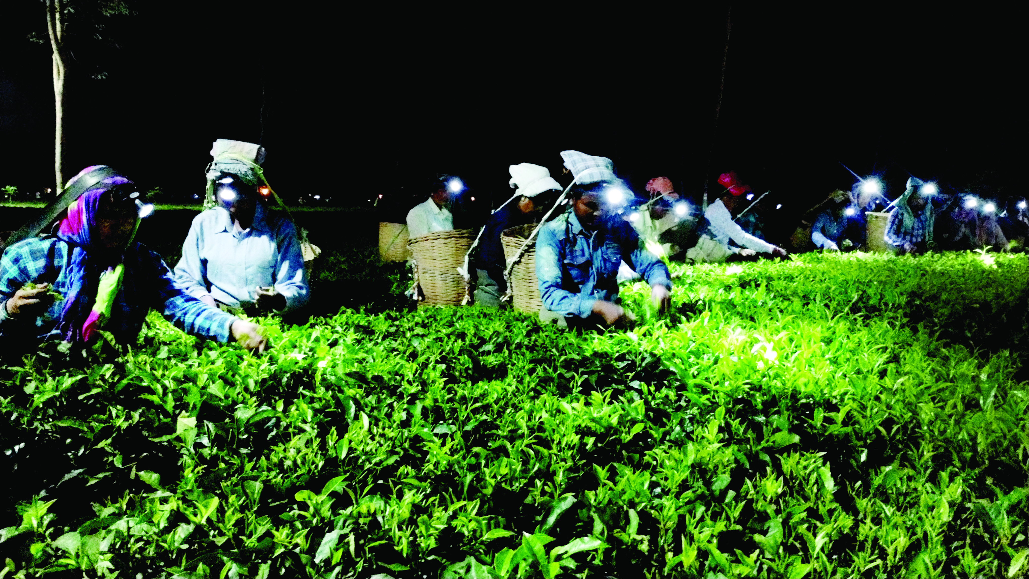 Tripartite meeting: Tea garden workers hope for wage increase