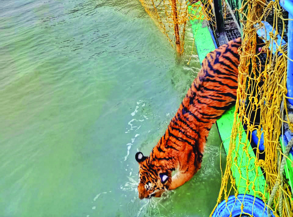 Tiger count in the Sunderbans touches 100-mark, says report Tiger count in the Sunderbans touches 100-mark, says report
