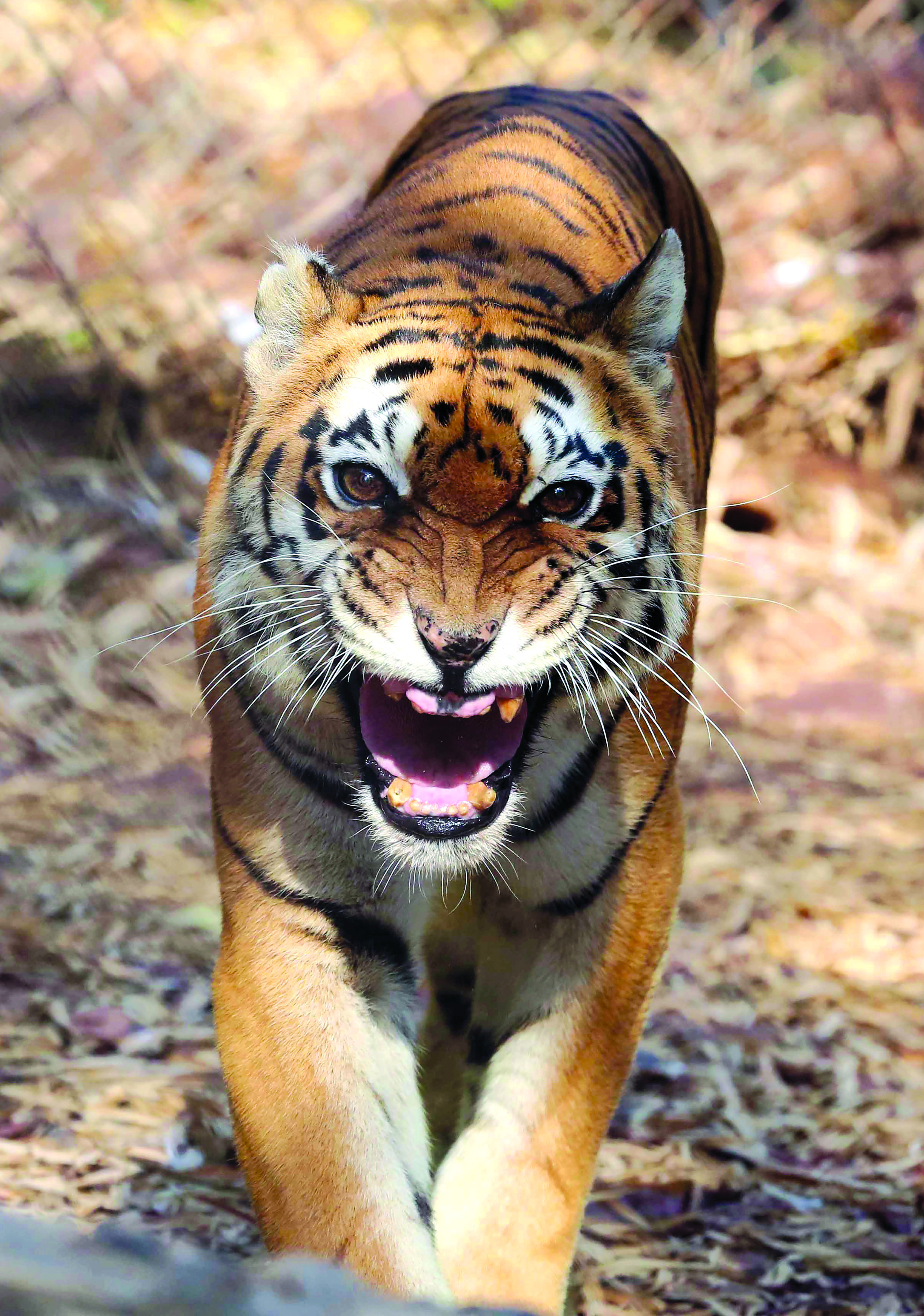 ‘Tiger census 2022 world’s most extensive wildlife survey’ ‘Tiger census 2022 world’s most extensive wildlife survey’