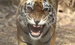 Landmark achievement