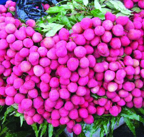 Fluctuations in temperature to affect litchi production in Malda