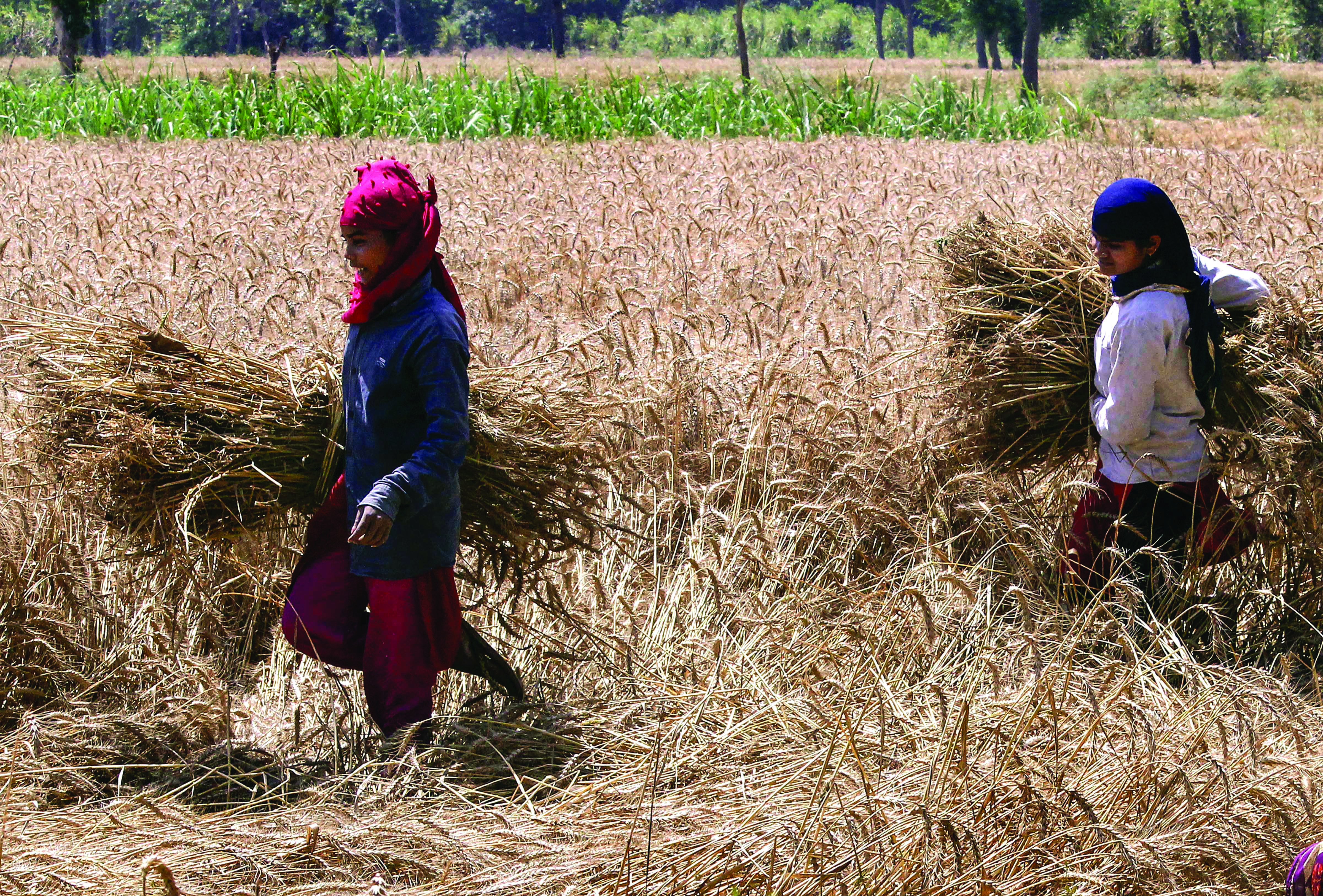 Wheat procurement begins as Centre eases norms in Punjab, Haryana, Raj Wheat procurement begins as Centre eases norms in Punjab, Haryana, Raj