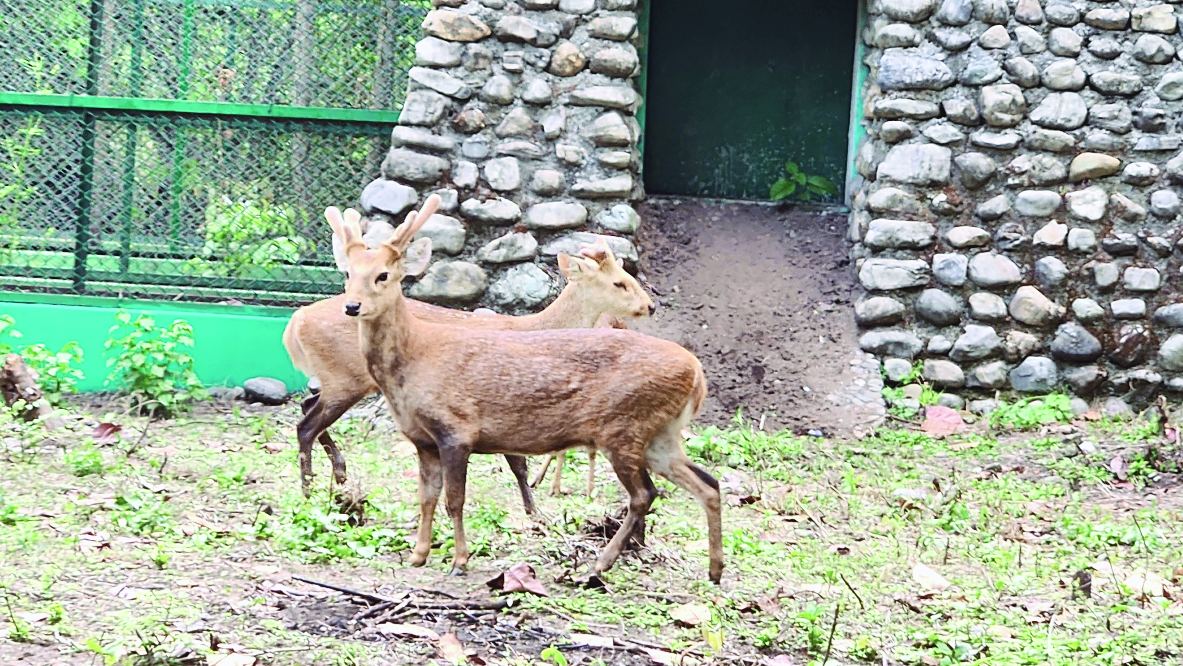 Bengal Safari Park to remain open 7 days a week till June 15