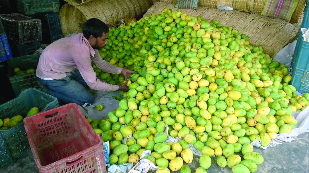 Double whammy of heatwave, bugs to hit mango yield in Malda