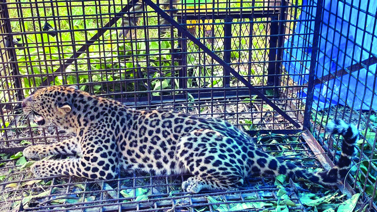 Leopard caged at tea garden, later released in Buxa Tiger Reserve