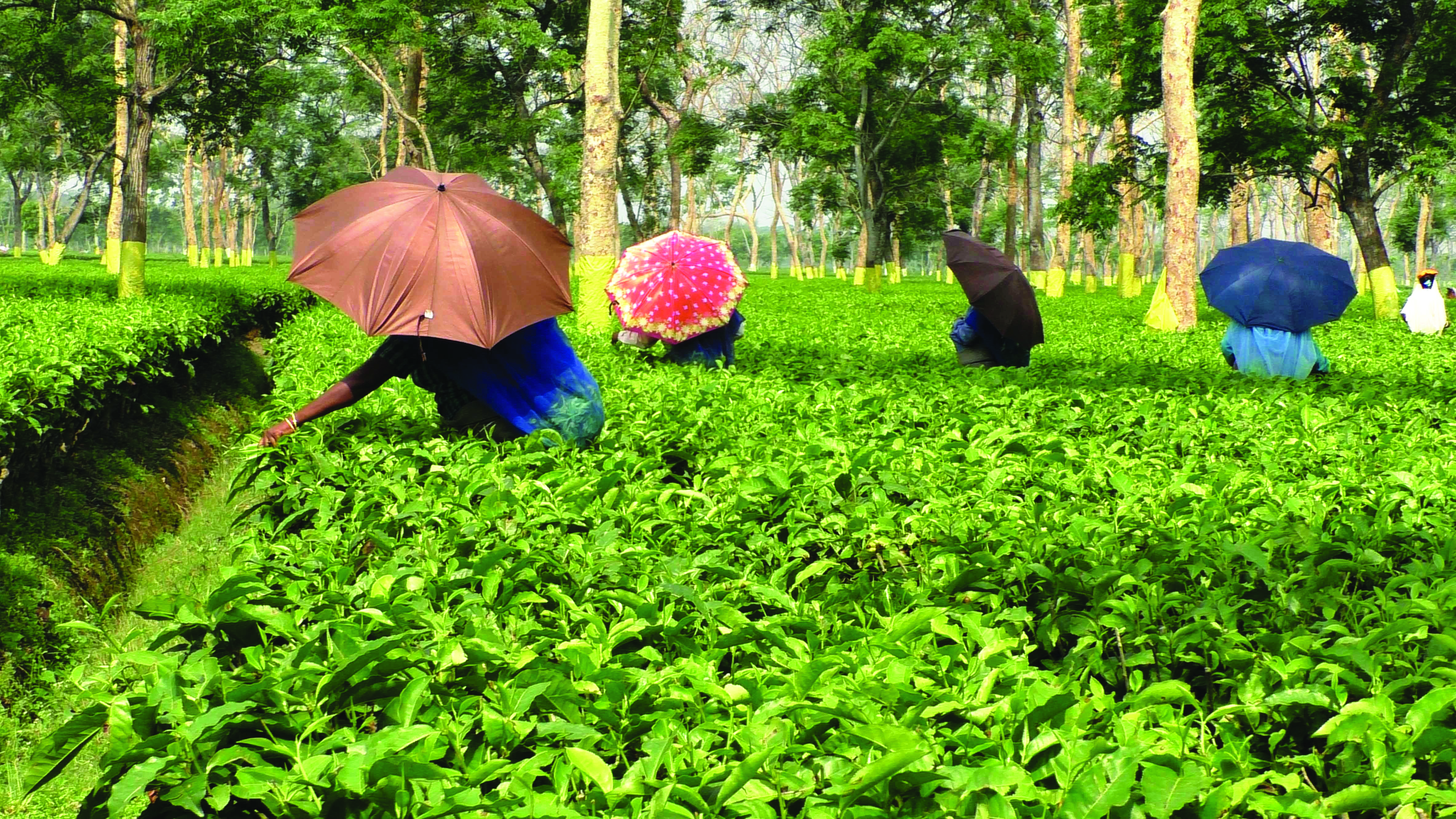 Heat wave affects teaplants in north Bengal Heat wave affects teaplants in north Bengal