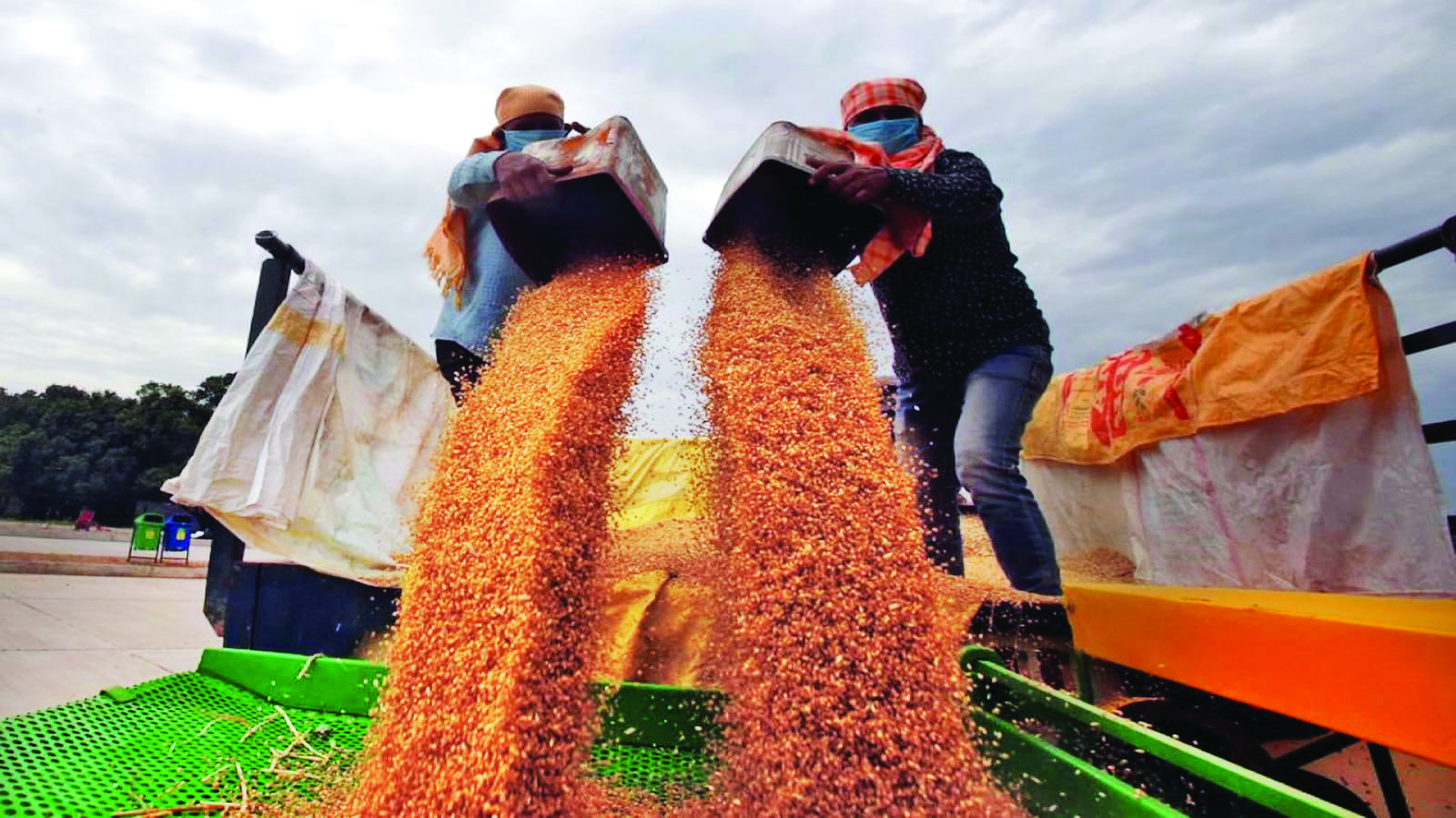 Govt’s wheat procurement down 18% at 41 lakh tonne: FCI official