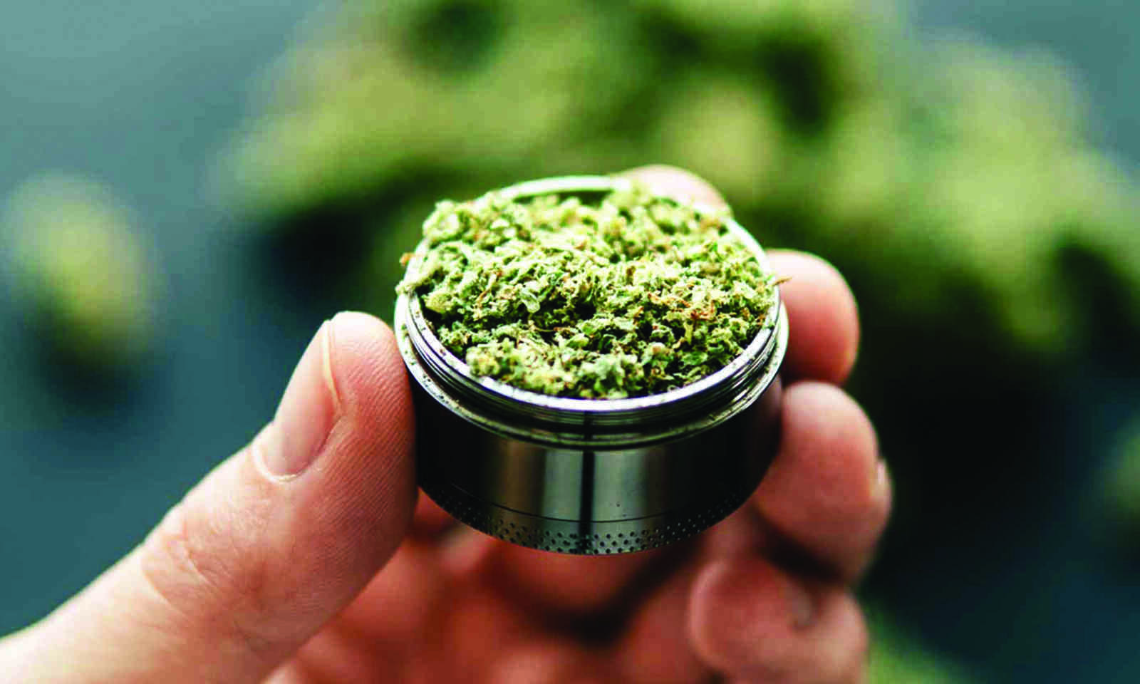 Hemp cultivation will bring jobs, revenue, says Himachal CM Sukhu