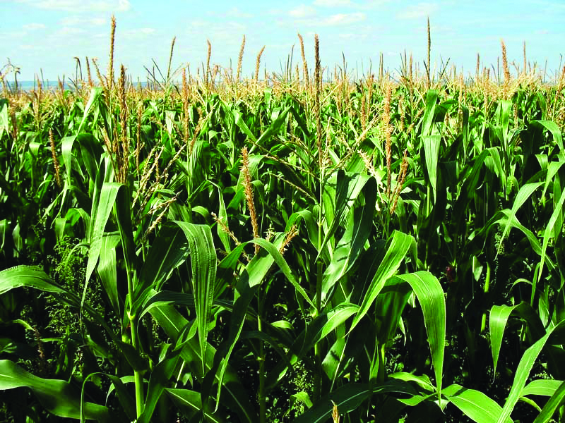 ‘India needs to hike maize output to   44-45 MT in 5 years to meet demand’