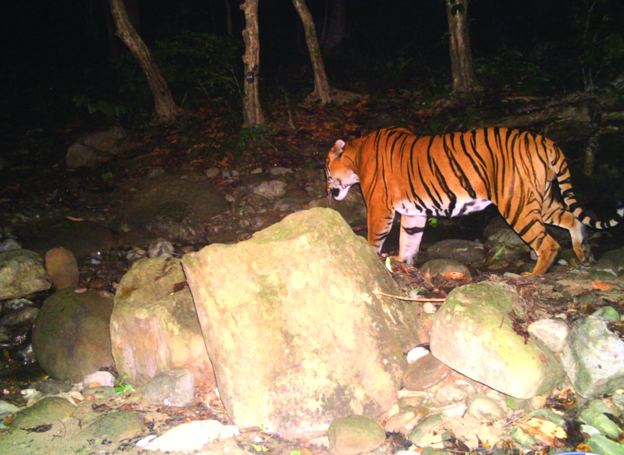 Forests of N Bengal: 1,500 more camera traps to be installed Forests of N Bengal: 1,500 more camera traps to be installed