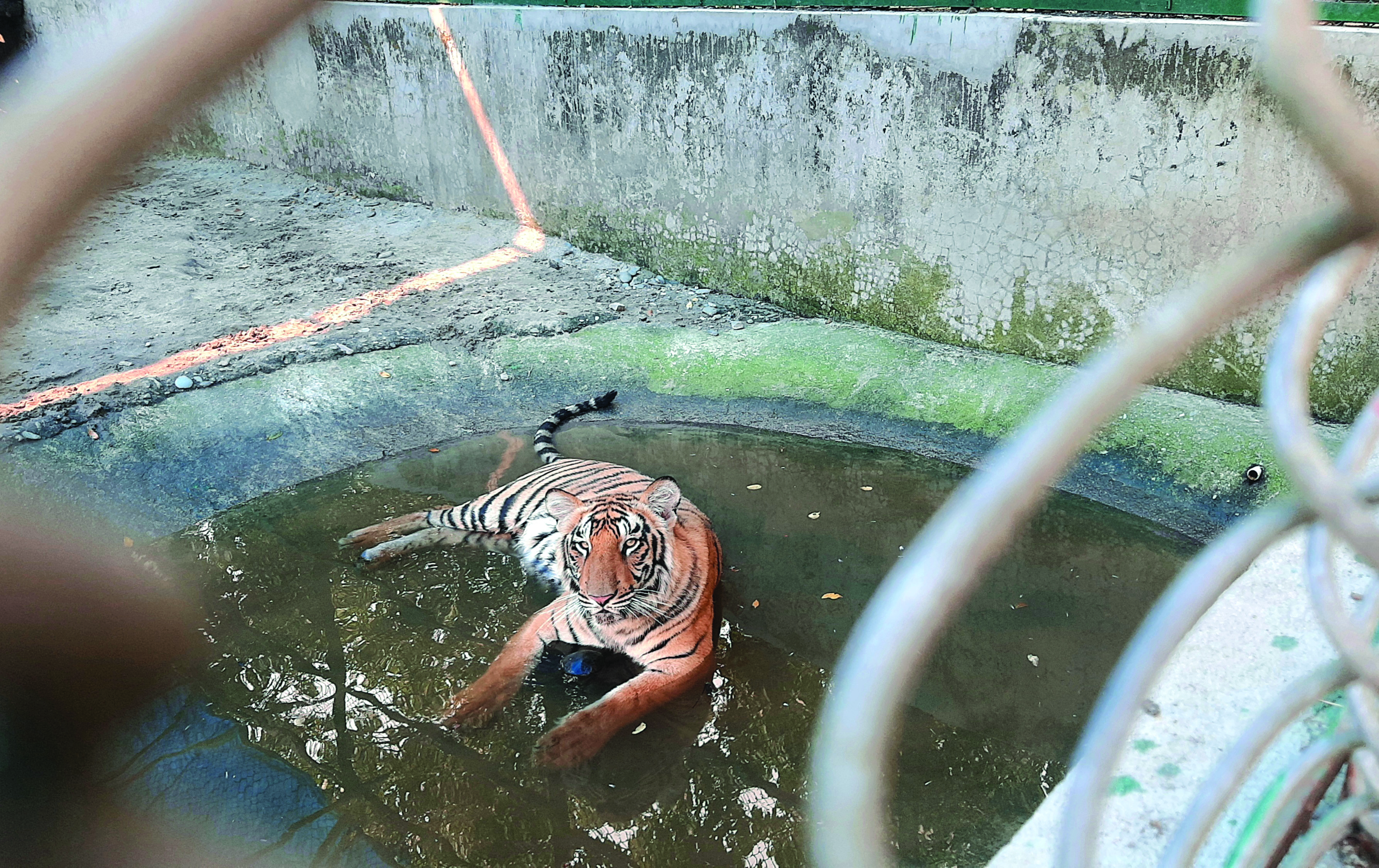 To beat the heat: Fruits, ORS and air-coolers for inmates of Alipore Zoo To beat the heat: Fruits, ORS and air-coolers for inmates of Alipore Zoo