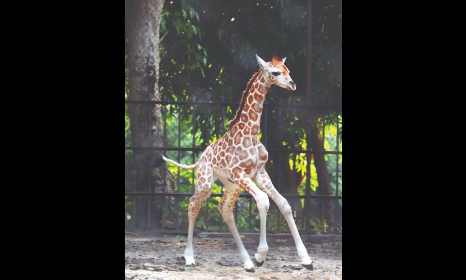 Over Rs 20L raised by Alipore Zoo through adoption in 2022-23