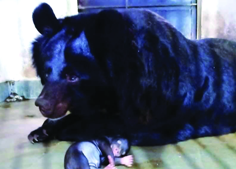 Himalayan Black Bear gives birth to cub at Bengal Safari Park