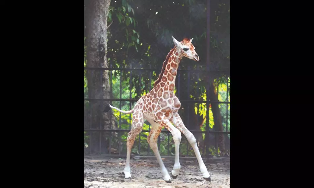 Over Rs 20L raised by Alipore Zoo through adoption in 2022-23