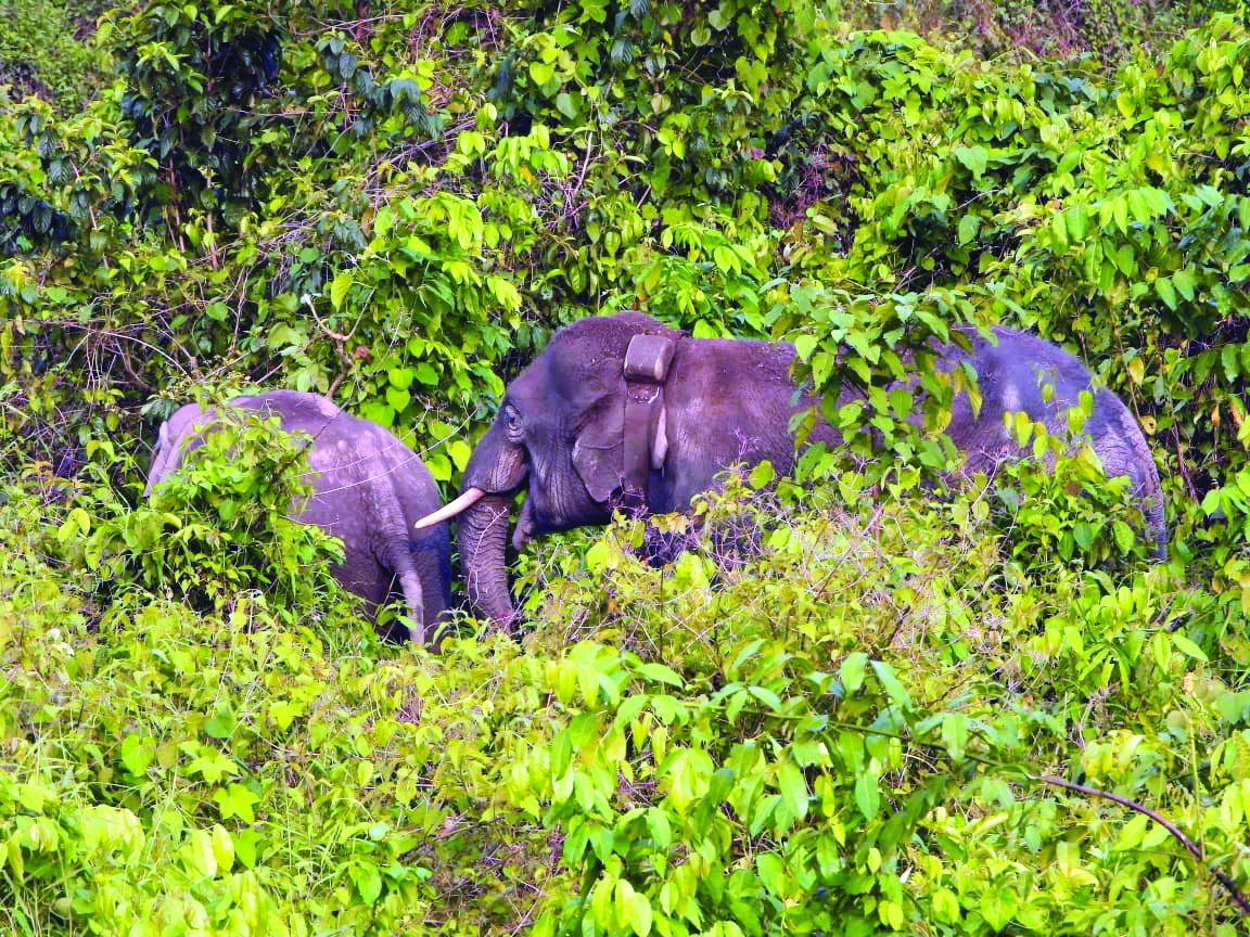 Friend zone: Arambagh’s rogue elephant finds new herd in the forests of Buxa