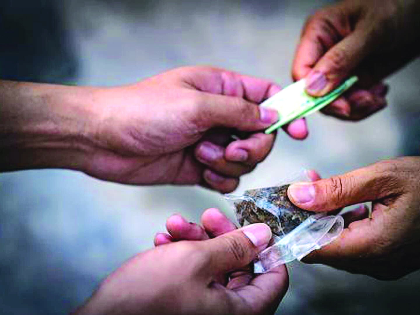 Mumbai: 9,409 kg ganja seize during special drive against NDPS accused Mumbai: 9,409 kg ganja seize during special drive against NDPS accused