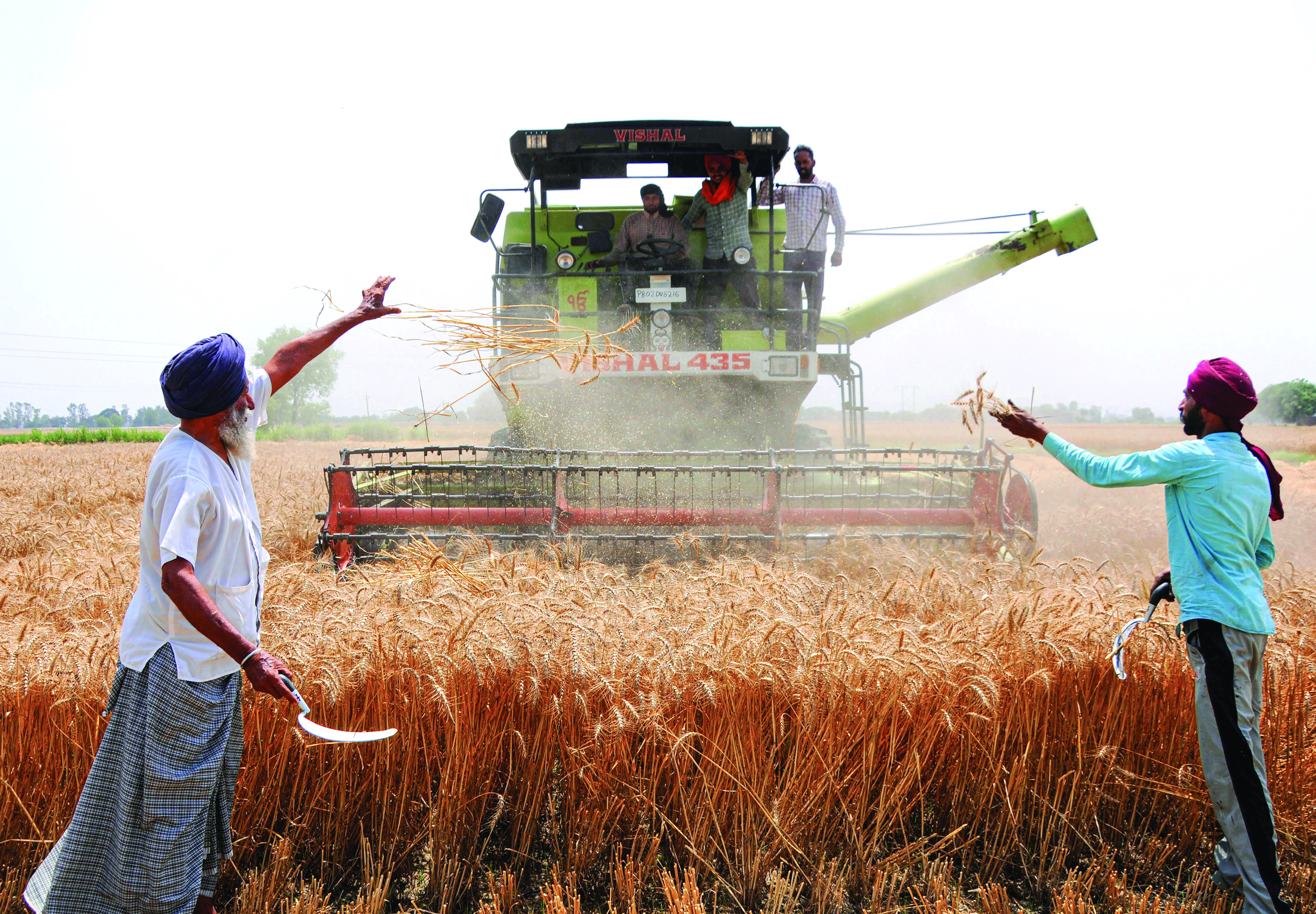 Wheat procurement reaches 195 LMT Wheat procurement reaches 195 LMT