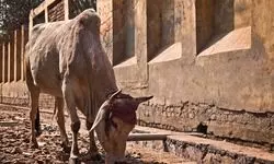 Preventing pandemics Preventing pandemics