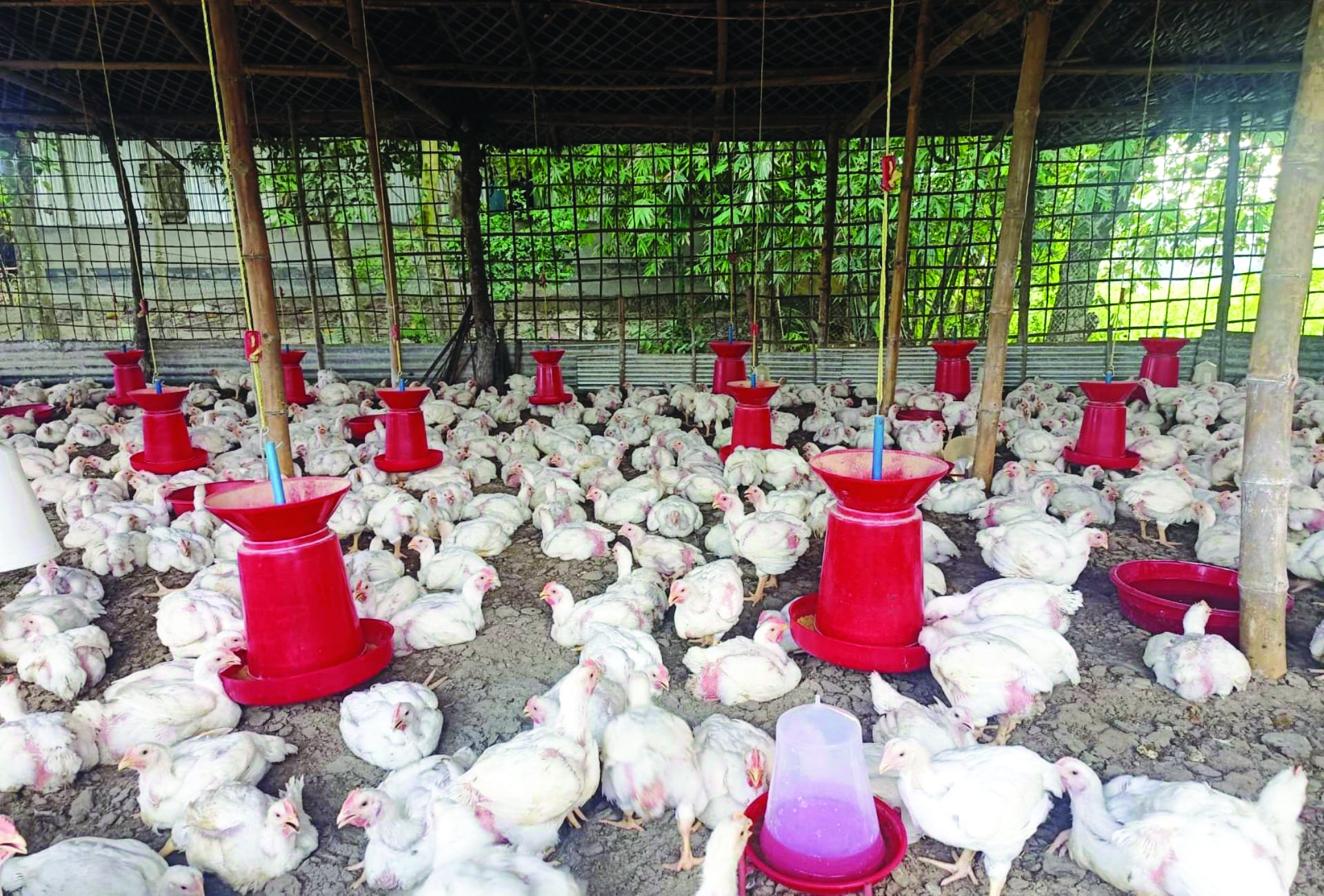 Siliguri Poultry Feed Plant inaugurated; about rupees five crore spent for the project