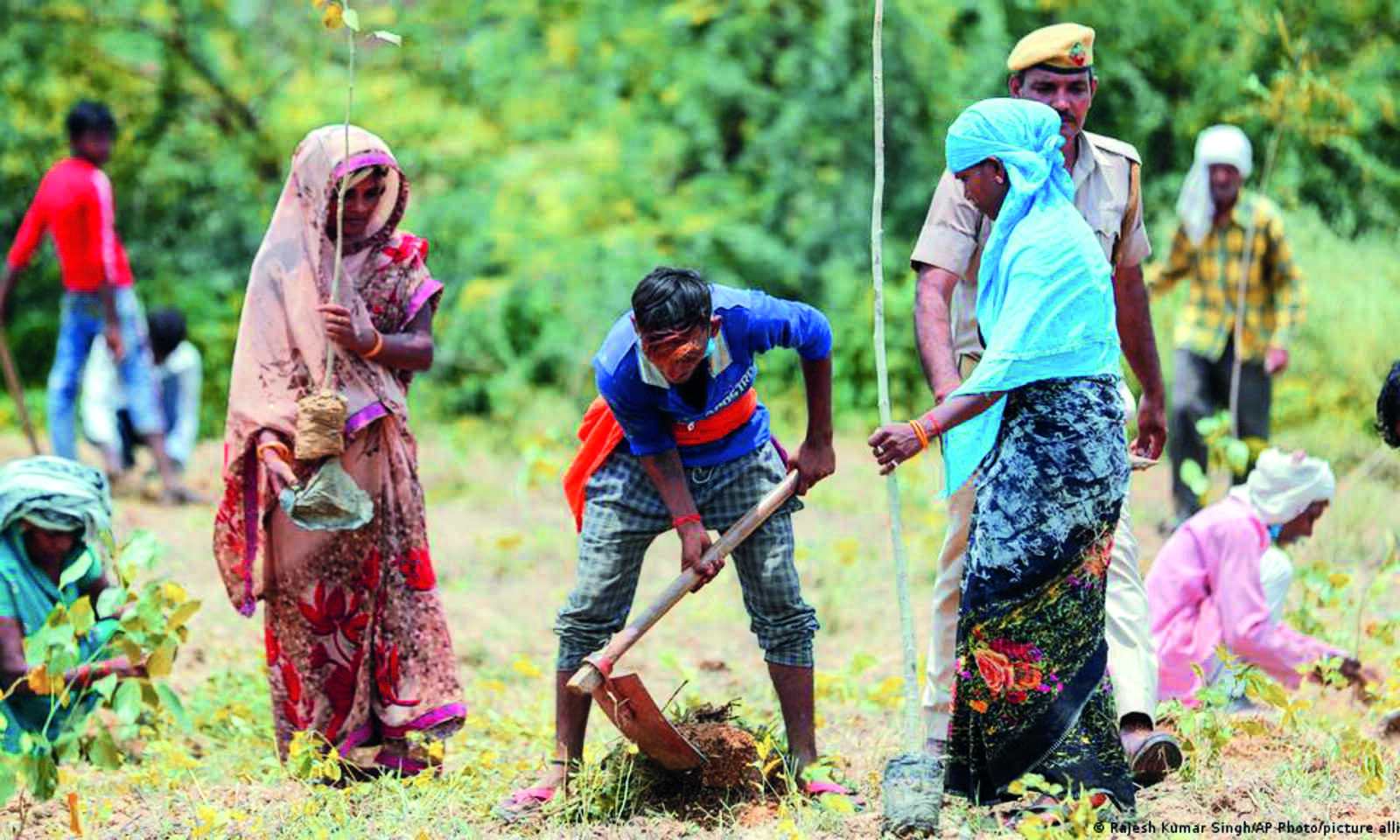 Siliguri: Sapling boost to horticulture & employment