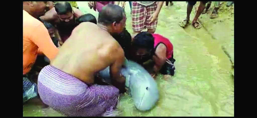 State mulls to pay price of fishing net to fishermen who rescue dolphins
