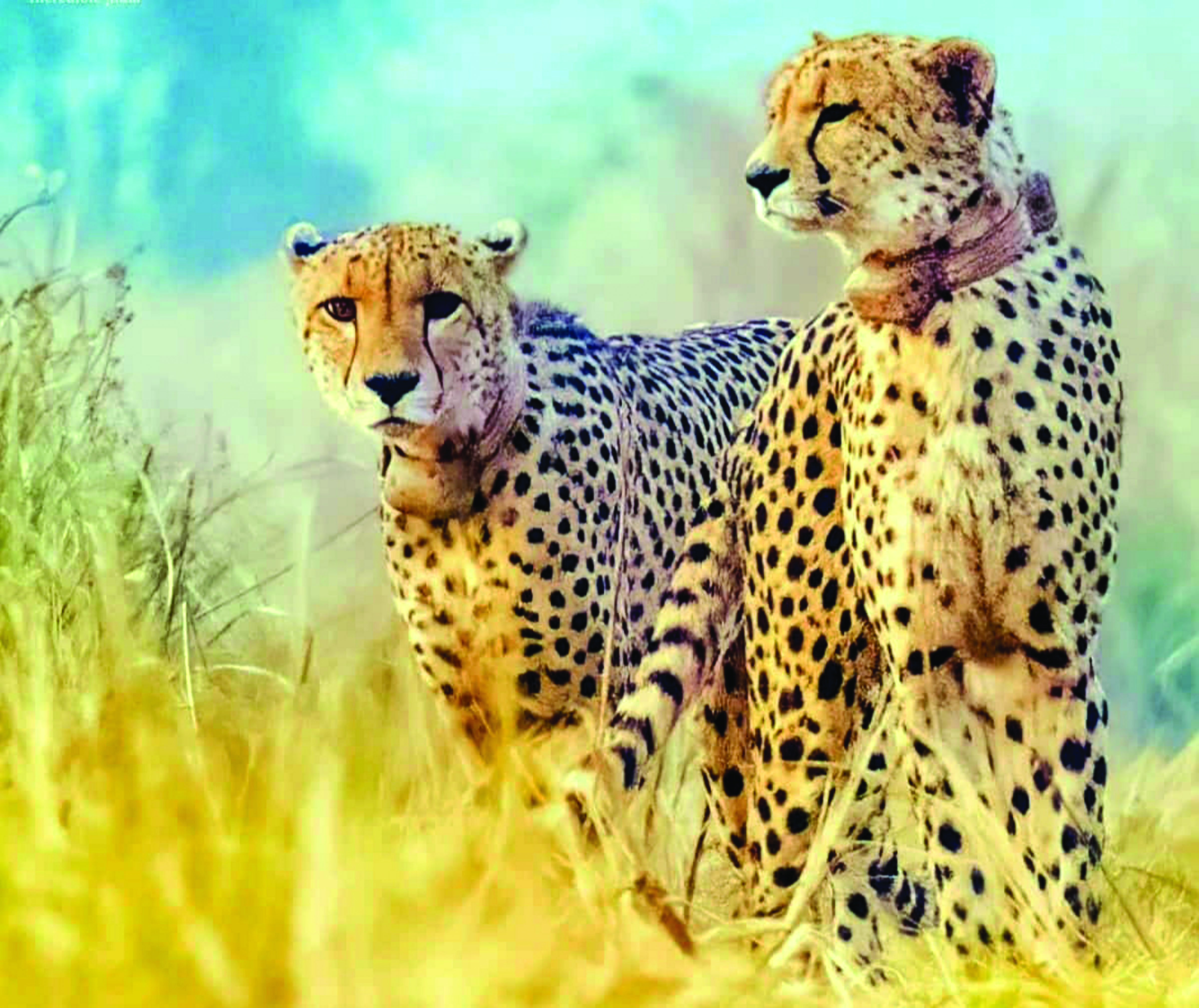 5 cheetahs to be released into free-ranging conditions in MP’s Kuno before monsoon