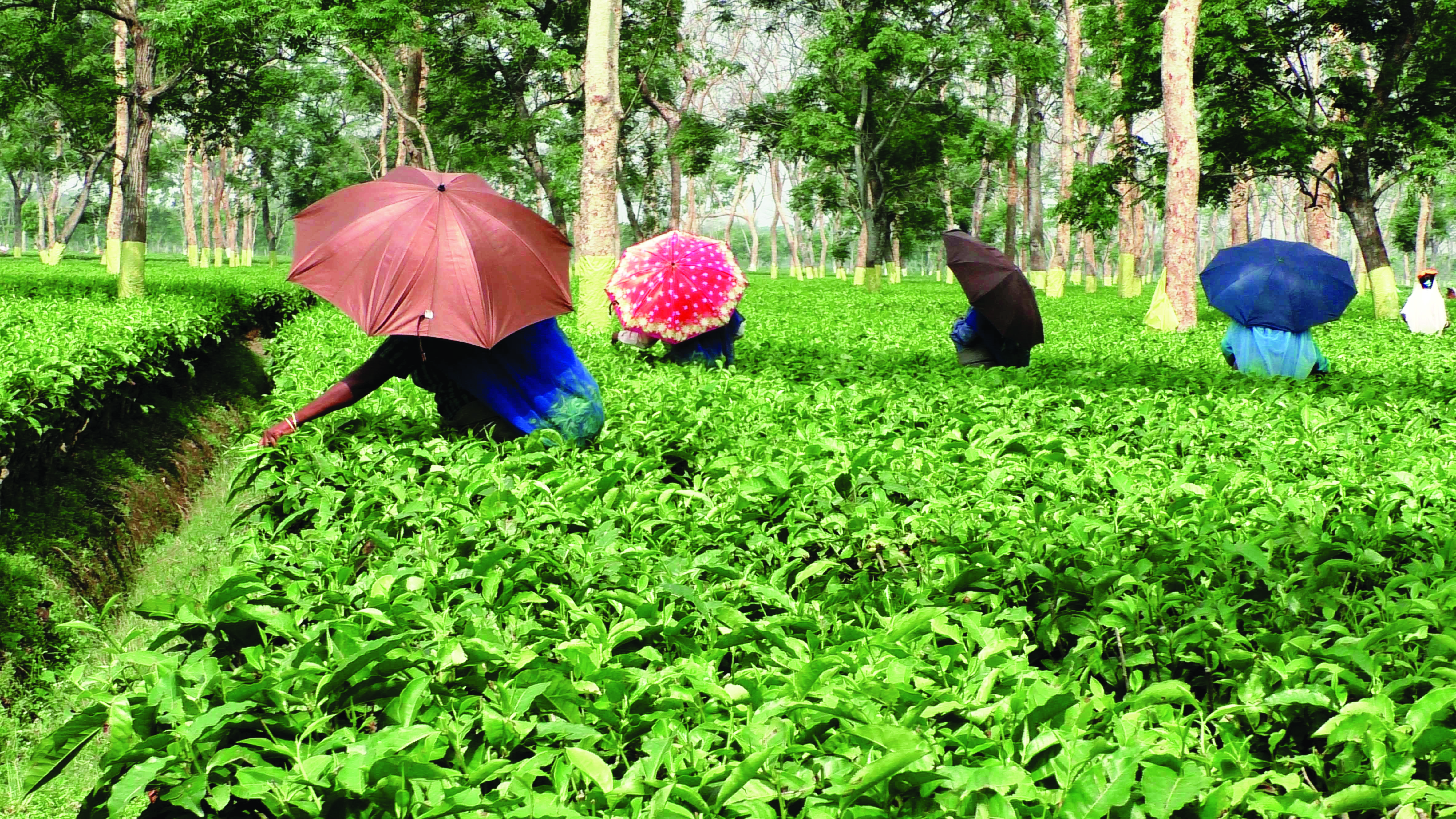 Double whammy: N Bengal tea gardens hit by price crash & decrease in production Double whammy: N Bengal tea gardens hit by price crash & decrease in production