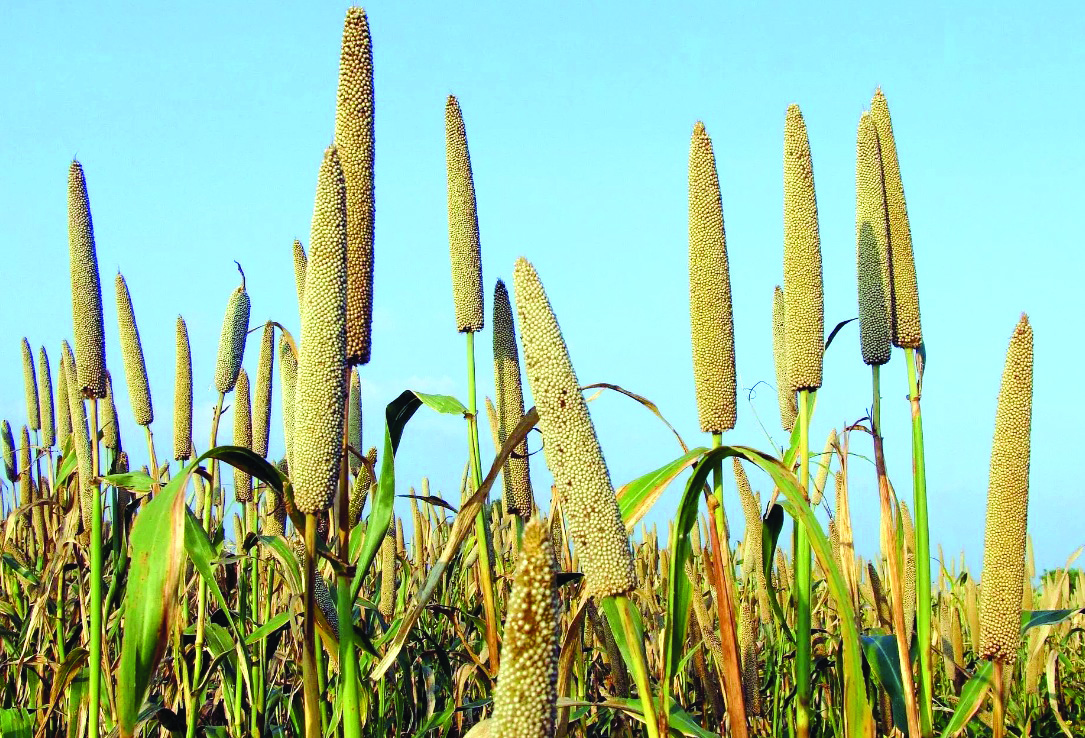 Cooch Behar to get millet hub