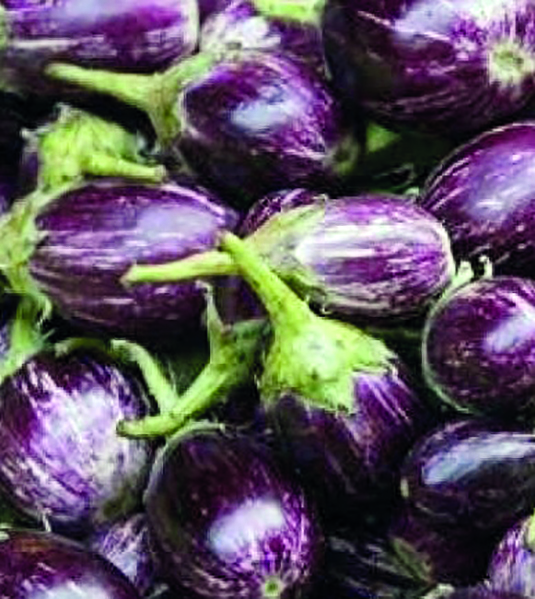 2 varieties of brinjals from Malda in race for GI tag 2 varieties of brinjals from Malda in race for GI tag