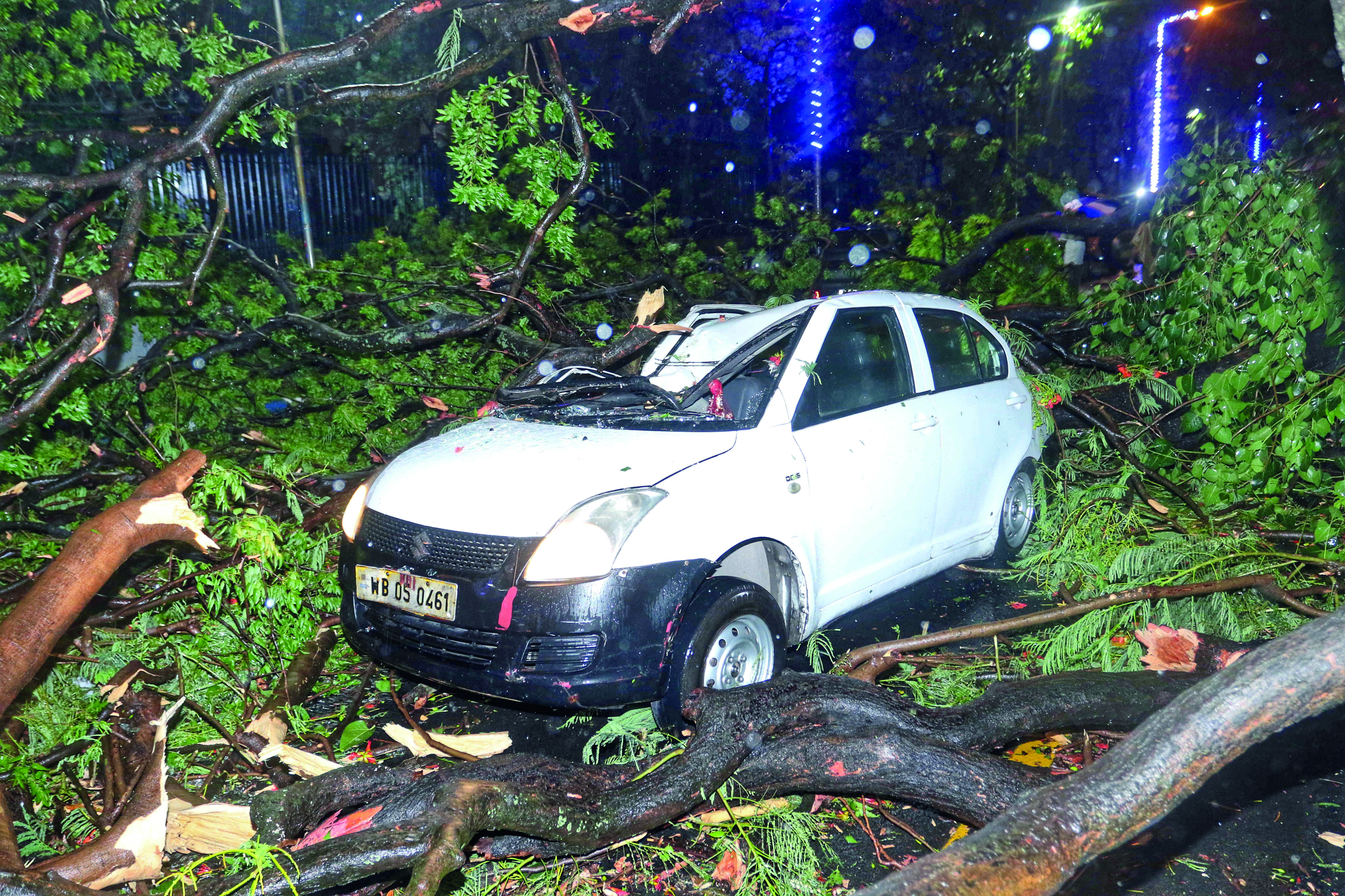 ‘Botanists to assess damages caused to roots during storm’