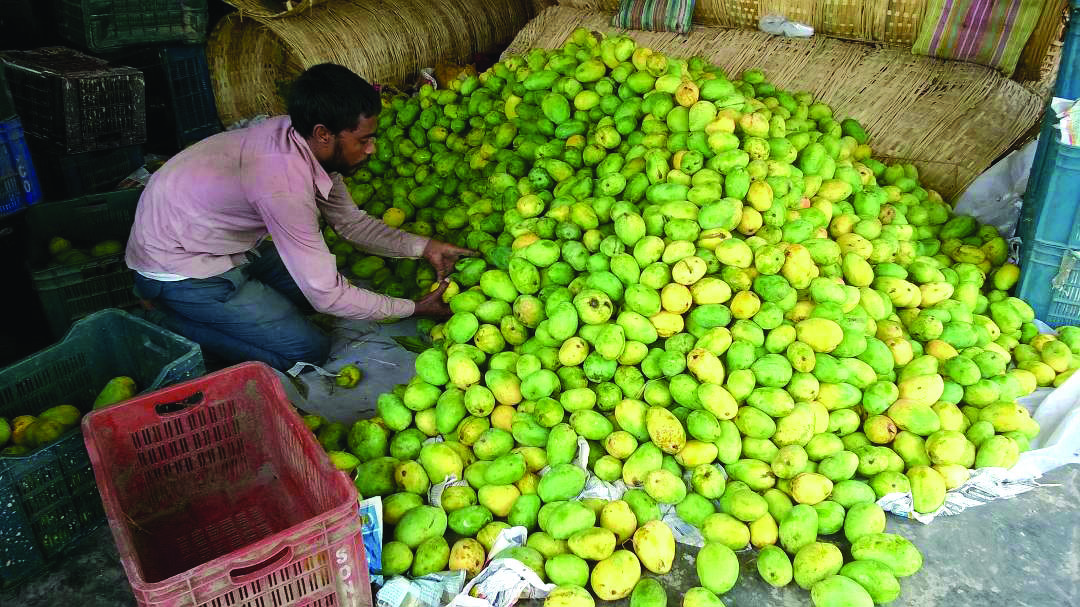 Islampur: Farmers to get seedlings of Surjapuri mangoes to boost fruit’s yield Islampur: Farmers to get seedlings of Surjapuri mangoes to boost fruit’s yield