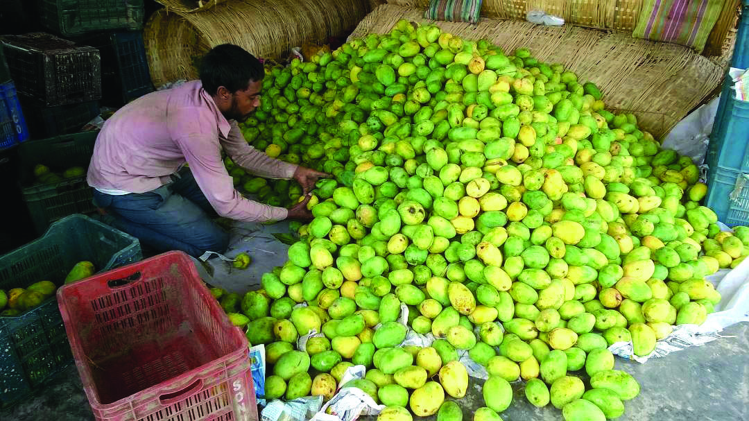 Islampur: Farmers to get seedlings of Surjapuri mangoes to boost fruit’s yield