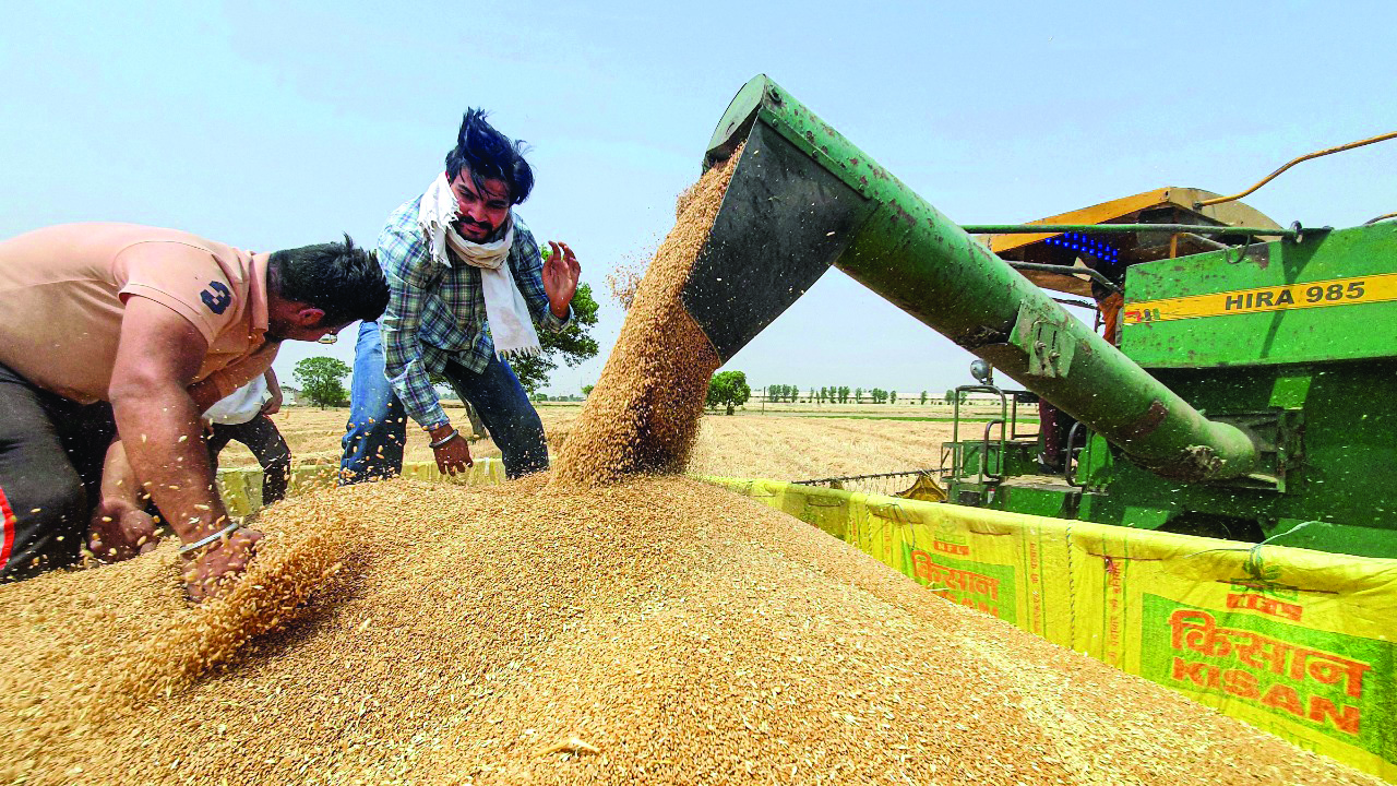 Govt rules out lifting ban on wheat export Govt rules out lifting ban on wheat export
