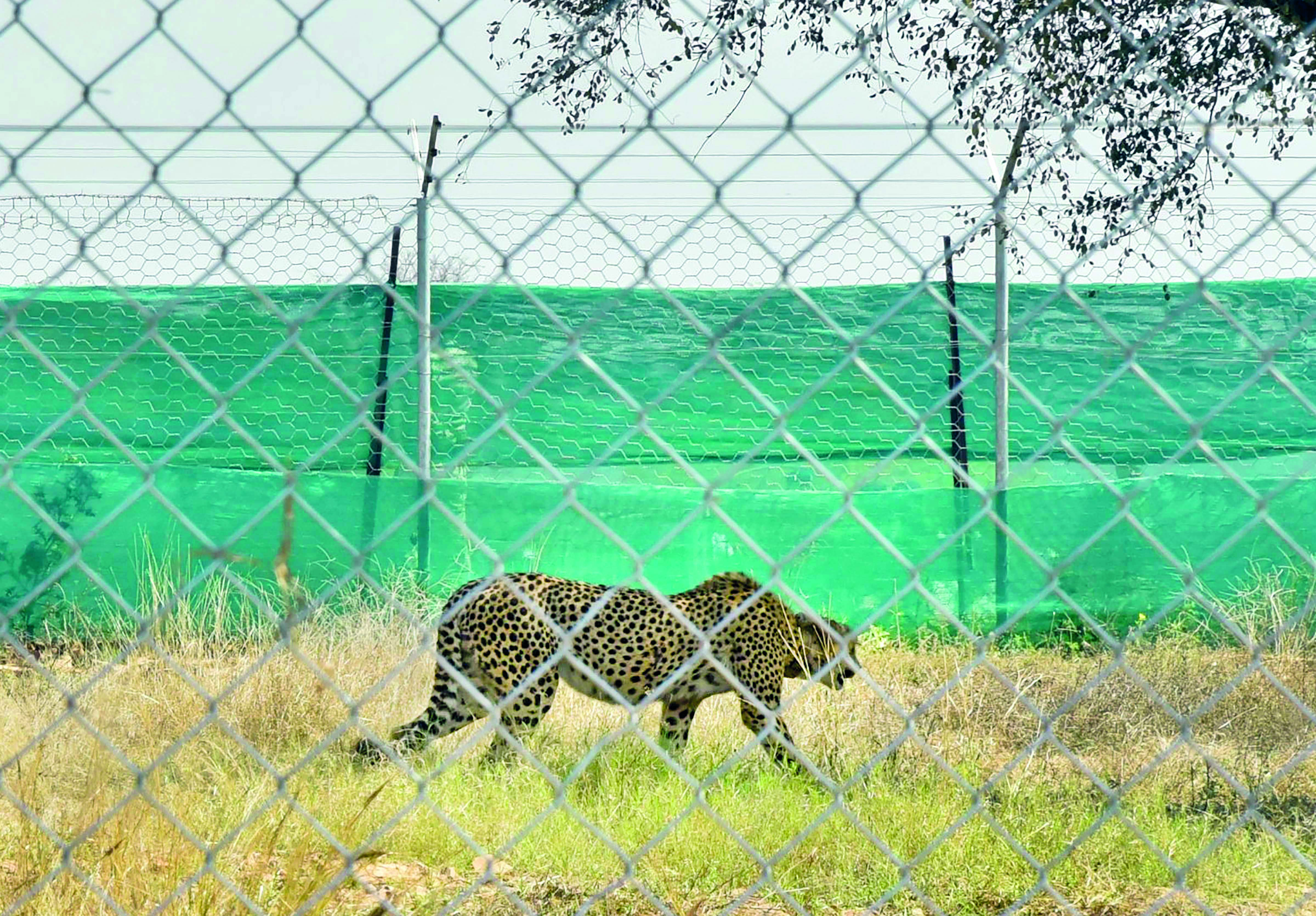Centre sets up panel to oversee cheetah project Centre sets up panel to oversee cheetah project