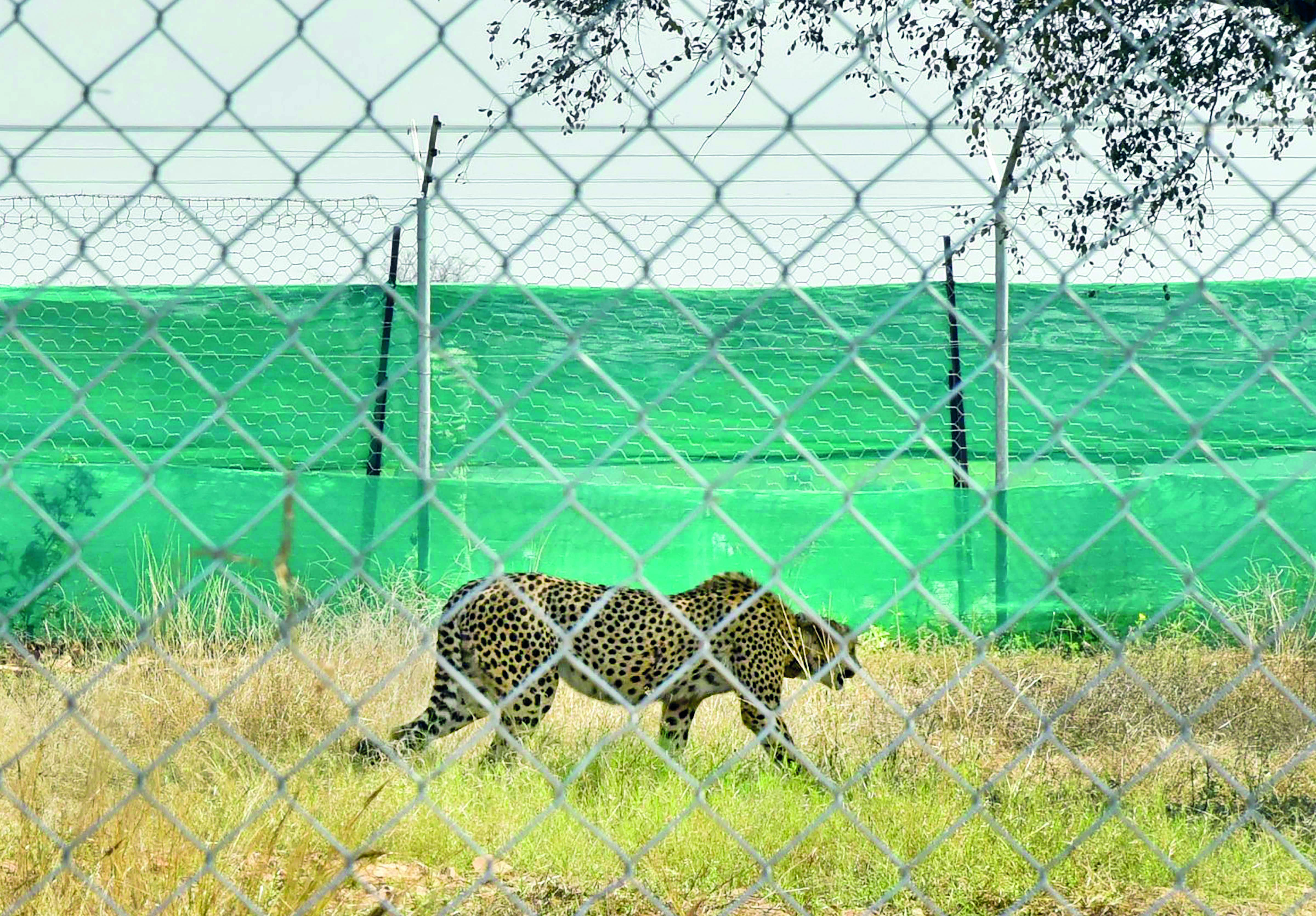 Centre sets up panel to oversee cheetah project