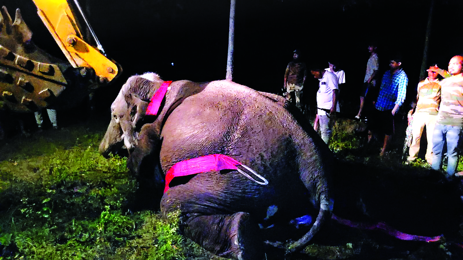 Alipurduar: Elephant electrocuted to death