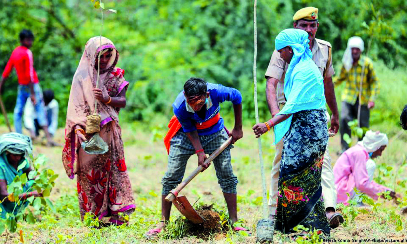 Plans on to distribute 2.5 lakh fruit saplings Plans on to distribute 2.5 lakh fruit saplings