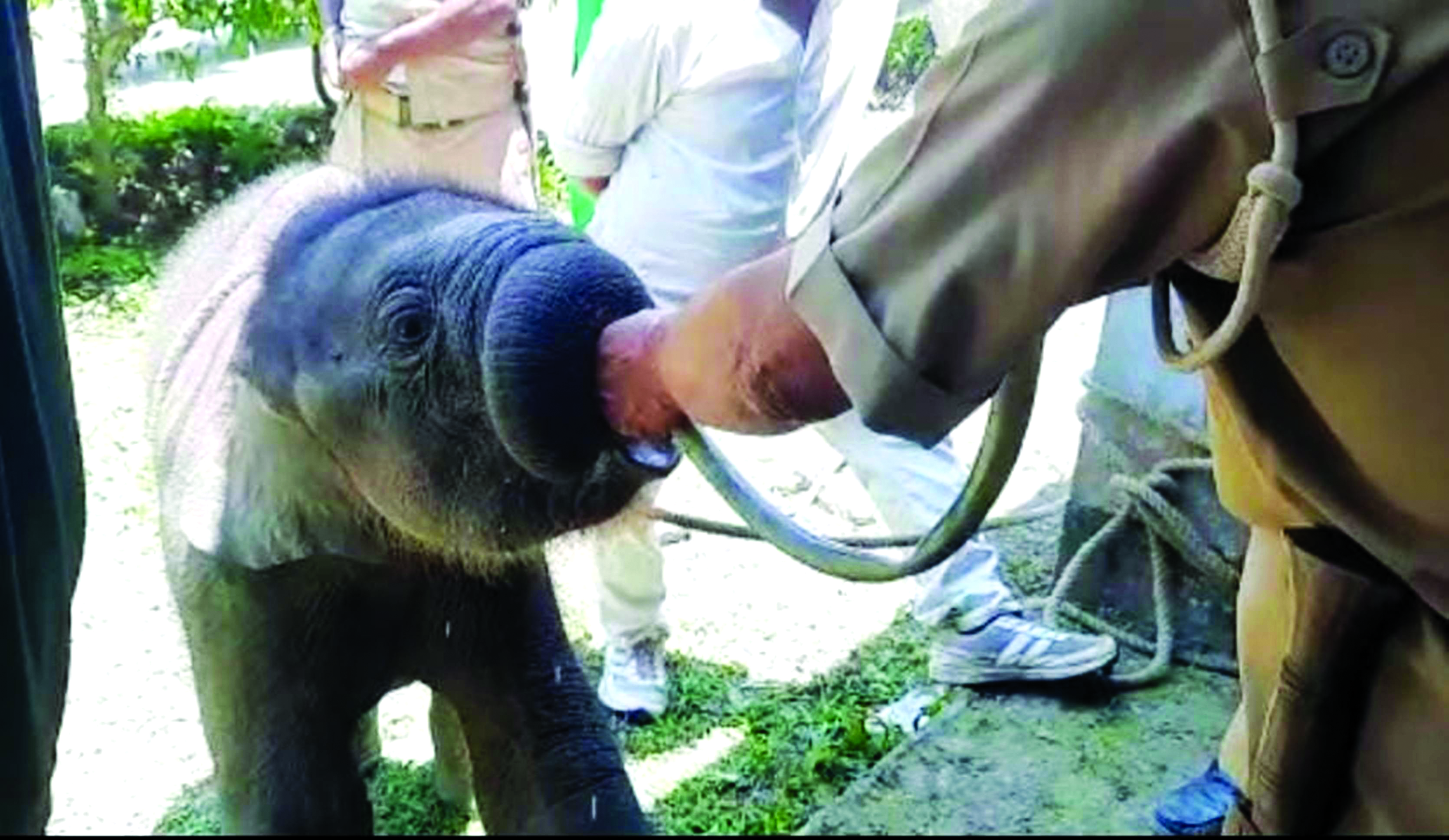 Orphaned jumbo calf rescued from tea garden
