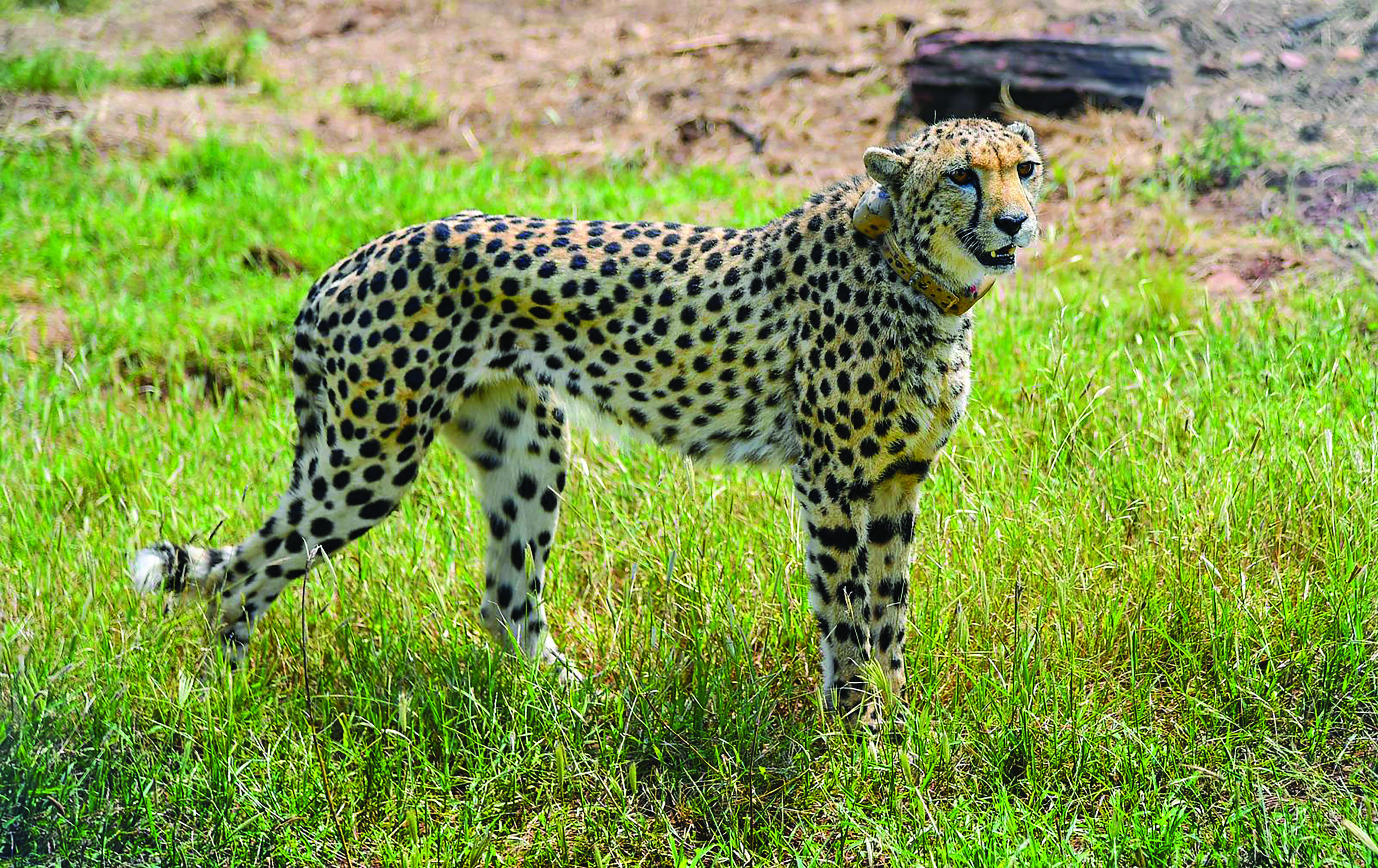 India will not fence habitats of cheetah, says govt panel chief